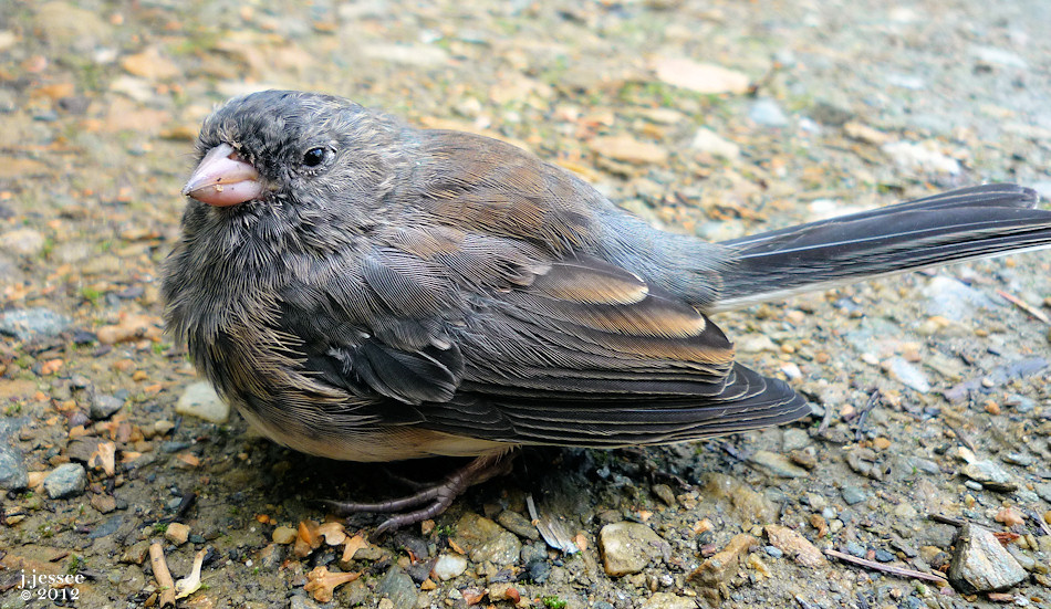 Junco that just hit the window
