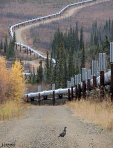 Spruce Grouse next to the Trans-Alaska Pipeline